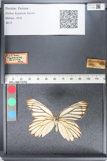 Media type: image;   Entomology 129995